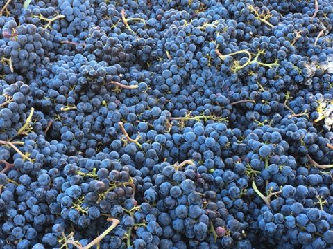 Harvest 2016: September 24 Syrah and Pinot Process-fest Recap