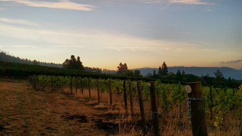 Our First Estate Pinot Noir Harvest – Sunday, September 24, 2017