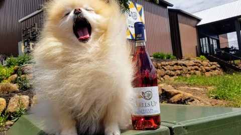 Cupcake Isn’t The Only One Barking For Our Brosé: Owen Bargreen Includes 2020 Prelude In Top PNW Rosés Report