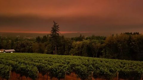 Oregon Wine Press Interviews Winemaker Dave for Feature on 2020 Wildfires