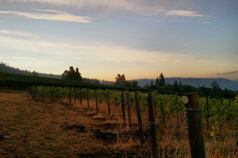 Our First Estate Pinot Noir Harvest – Sunday, September 24, 2017