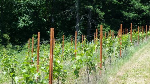 Bells Up’s Seyval Blanc Planting Featured in June 2018 Issue of Oregon Wine Press