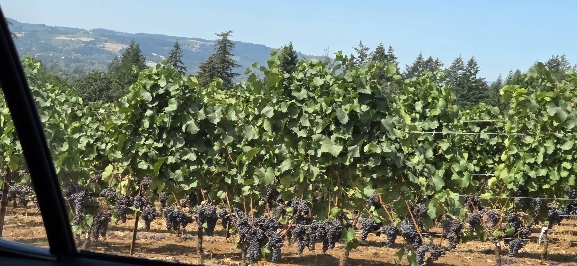 Rows of Pinot Noir vines loaded with ripe grape clusters