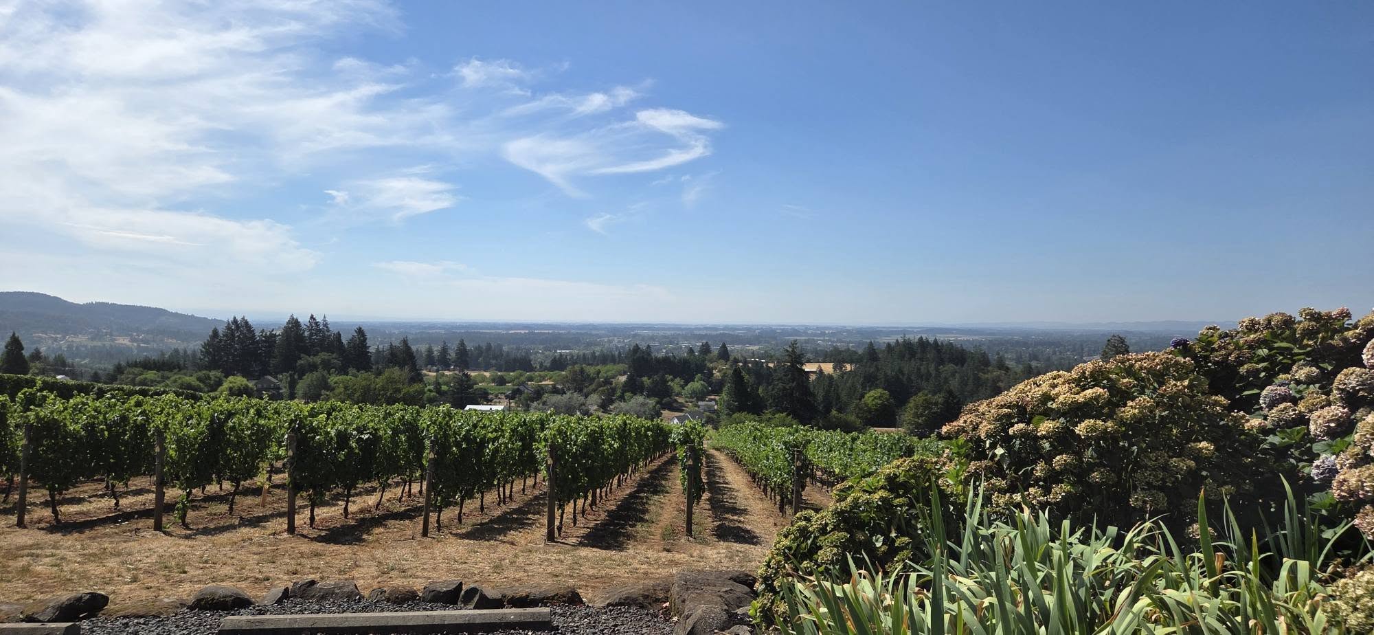 The south-facing view from the winery across the vineyard and the Willamette Valley